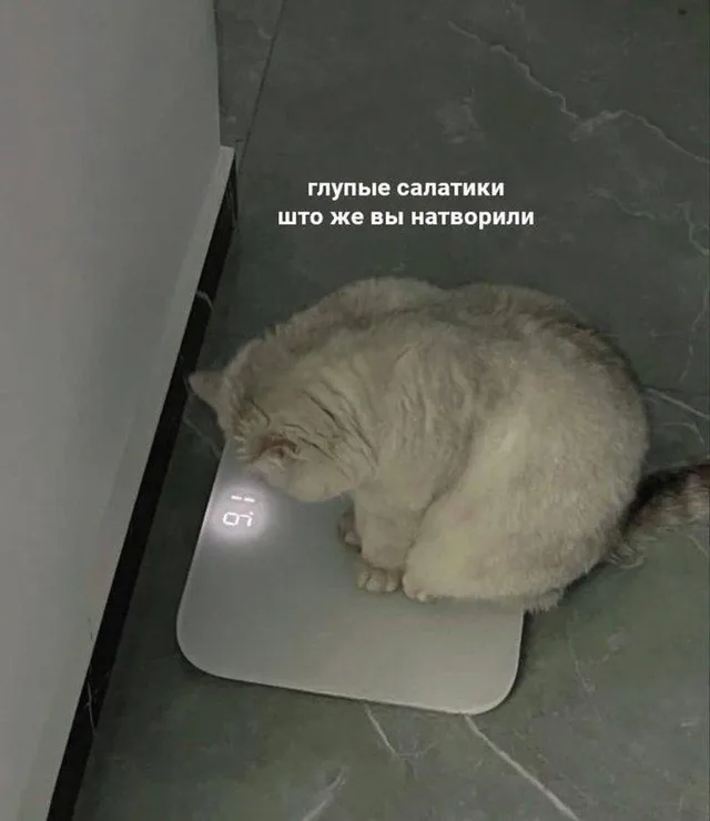 Глупые салатики, что же вы натворили