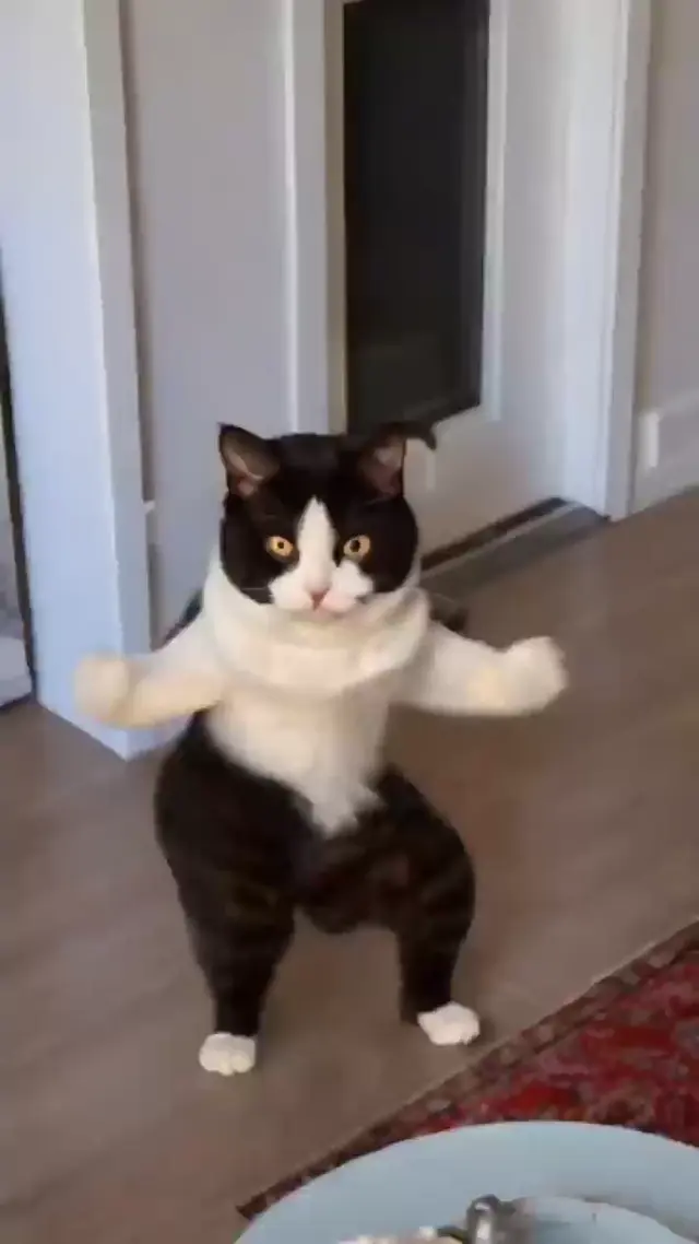 Танцующий кот на задних лапах