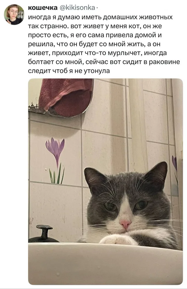 Кот сидит в раковине и следит, чтобы хозяйка не утонула