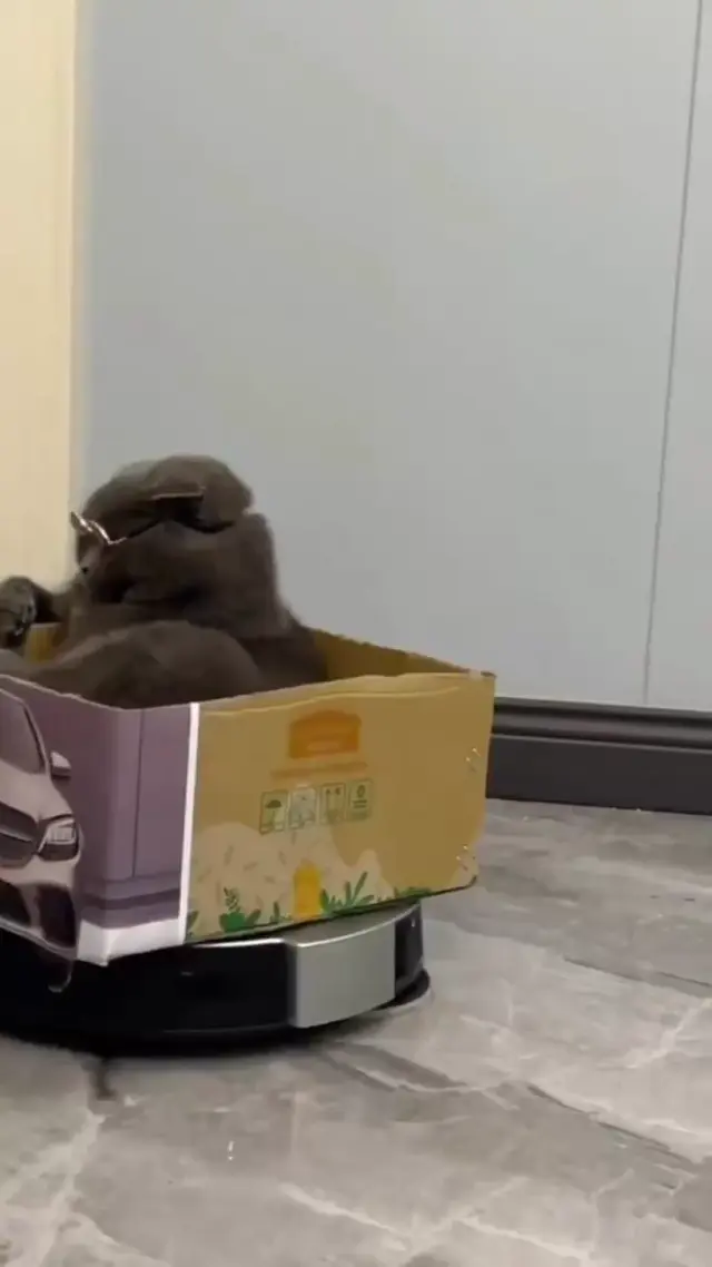 Крутой кот на Мерседесе