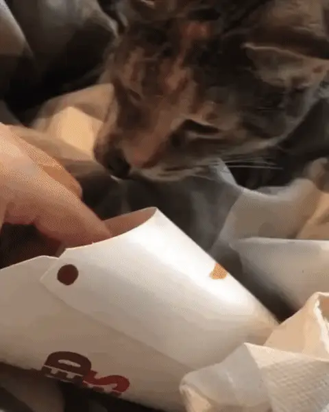 Кот ворует картошку фри