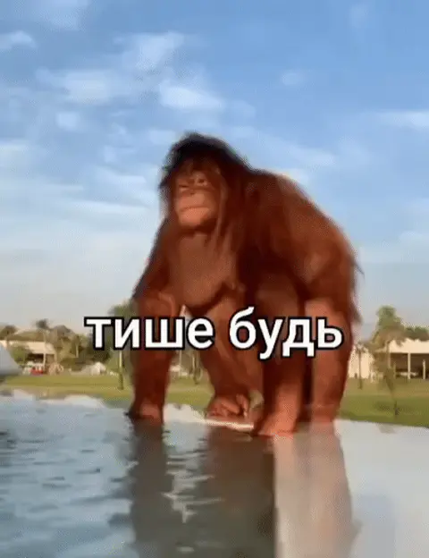 Орангутан говорит «тише будь»
