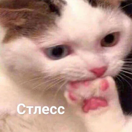 Кот грызет или облизывает собственную лапу. — кот