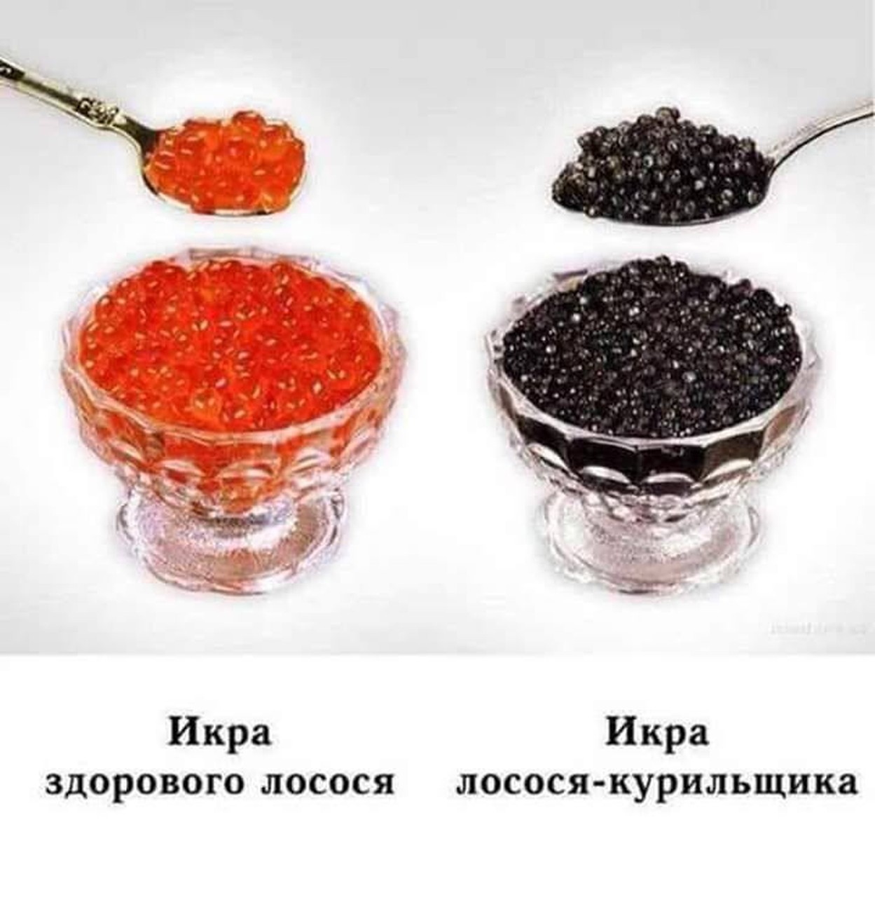 Икра здорового лосося против курильщика