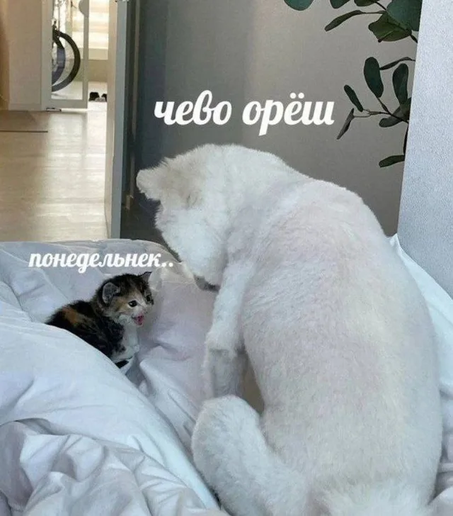 Типичное утро понедельника