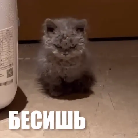 Злой пушистый котенок с надписью БЕСИШЬ