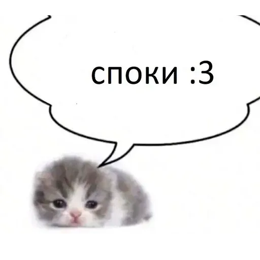 Пушистый котёнок лежит, глядя вперёд большими глазами, над ним речевой пузырь с текстом — Милый пушистый серо-белый котёнок