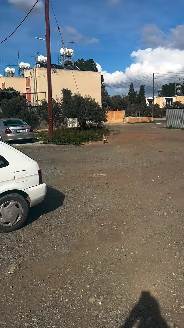 Собака виляет попой под музыку