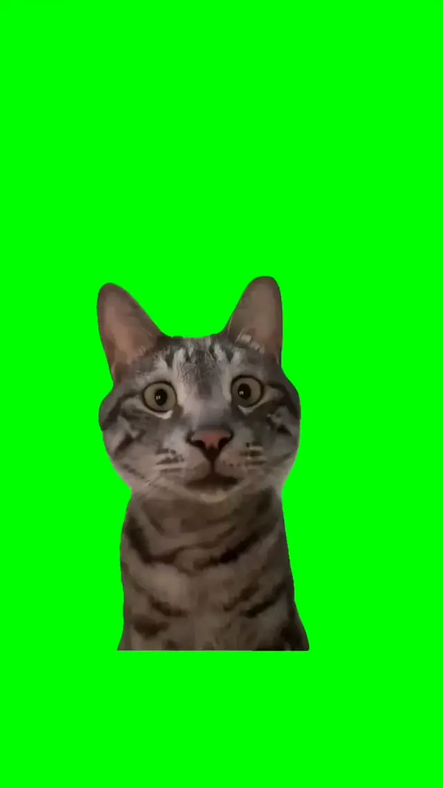 Удивленный кот на зеленом фоне для монтажа