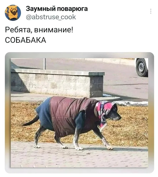 Собака в одежде идет по асфальтированной дорожке — собака в платке и жилетке