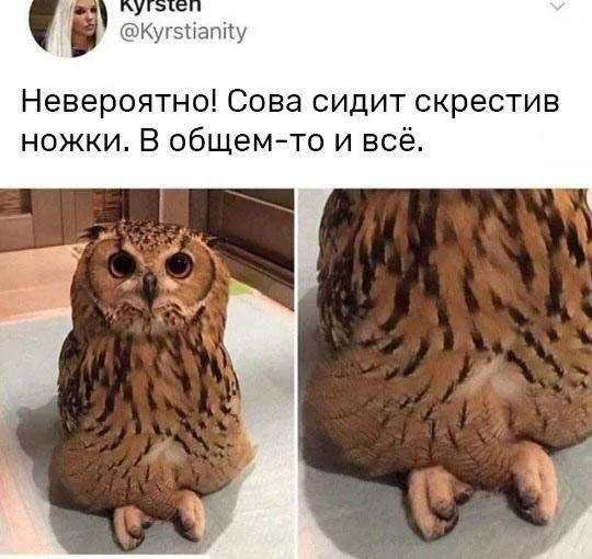 Скриншот твита с текстом и двумя фотографиями совы: спереди и крупным планом её скрещенные лапы — Автор поста (блондинка на аватарке)