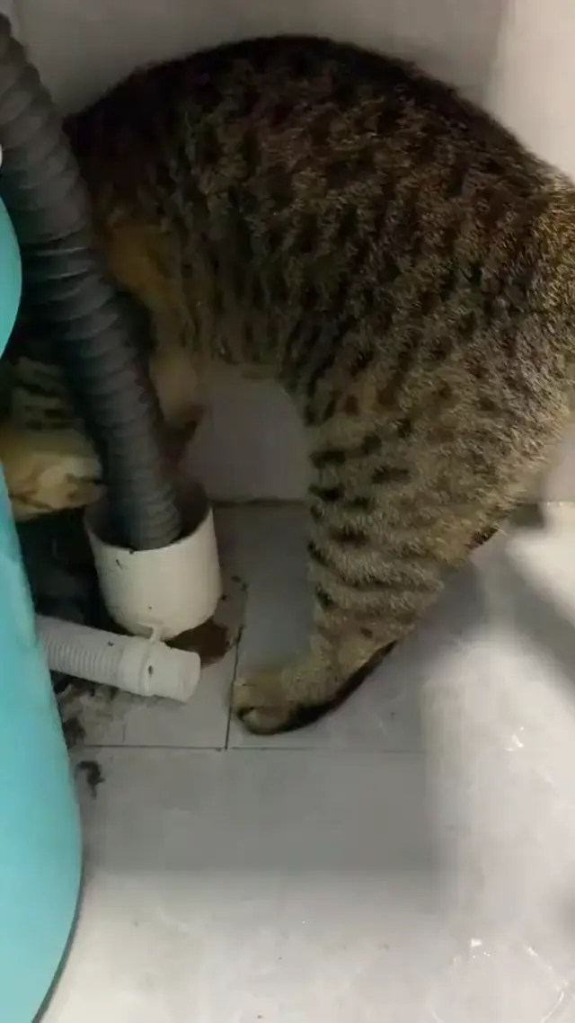 Кот-сантехник застрял в трубе