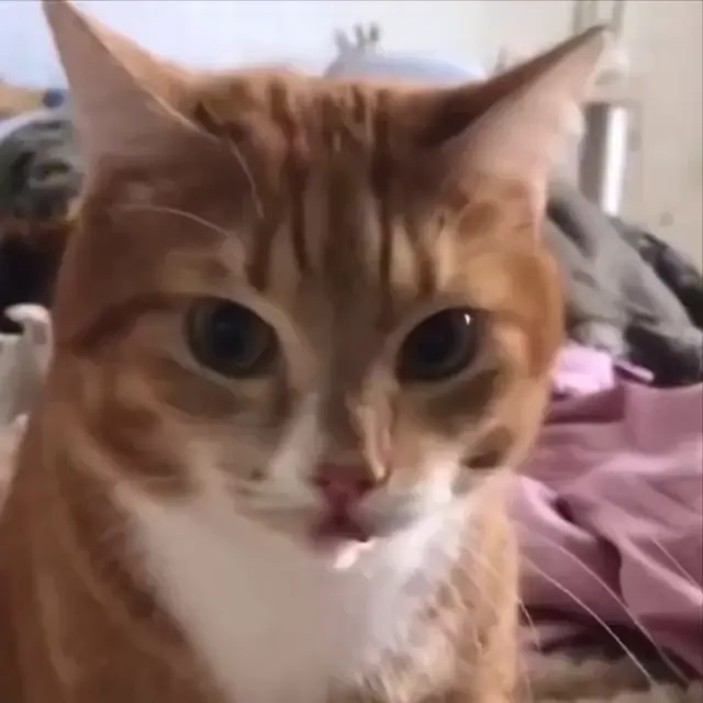 Ах ты пидор, бля!