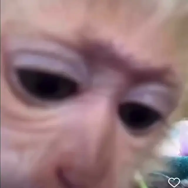 Обезьянка съела камеру