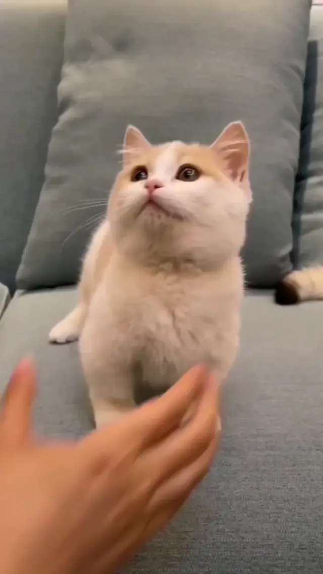 Кот в наклейках и грустный кот