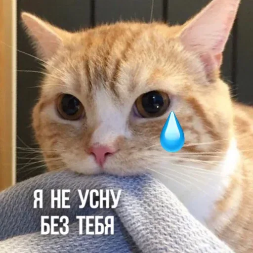 Статичное изображение кота, имитирующее плачущего персонажа. — рыжий кот