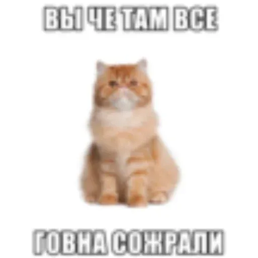 Статичное изображение кота. — рыжий пушистый кот