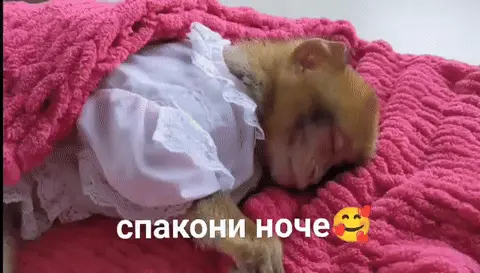 Обезьянка желает спакони ноче