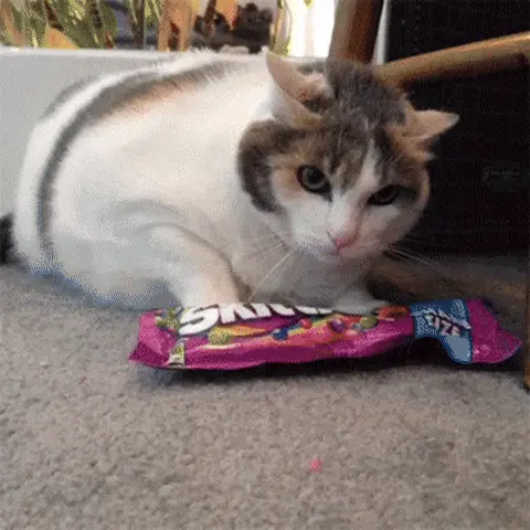 Кот защищает пачку Skittles