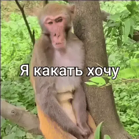 Я какать хочу