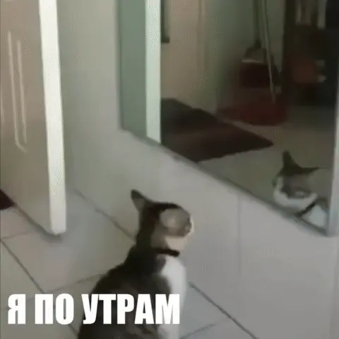 Кот дерется со своим отражением в зеркале