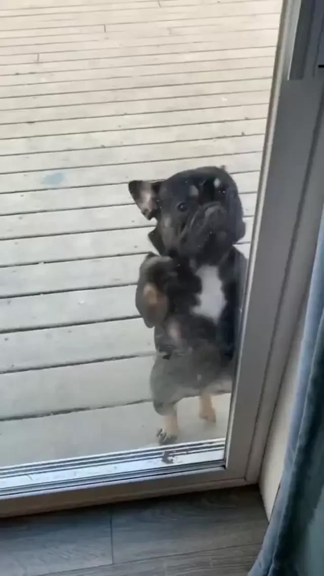 Собака танцует