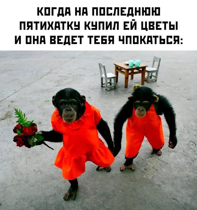 Две обезьяны в одежде идут за руку по направлению к зрителю. — две шимпанзе в оранжевой одежде