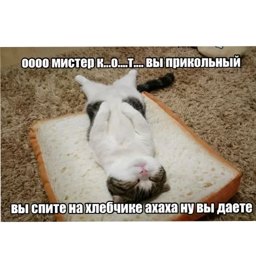 Статичное изображение спящего кота. — кот