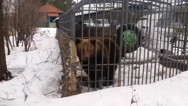 Не лезь, дебил, она тебя сожрёт