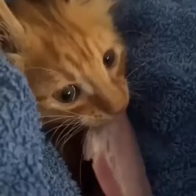 Грустный котик ест ветчину