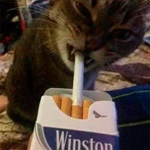 Кот держит сигарету во рту, вытаскивая её из пачки Winston — Полосатый кот