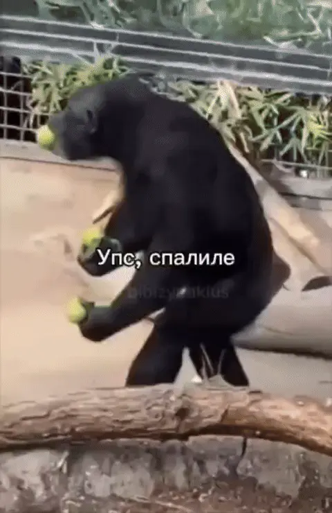 Упс, спалили: когда набрал слишком много еды