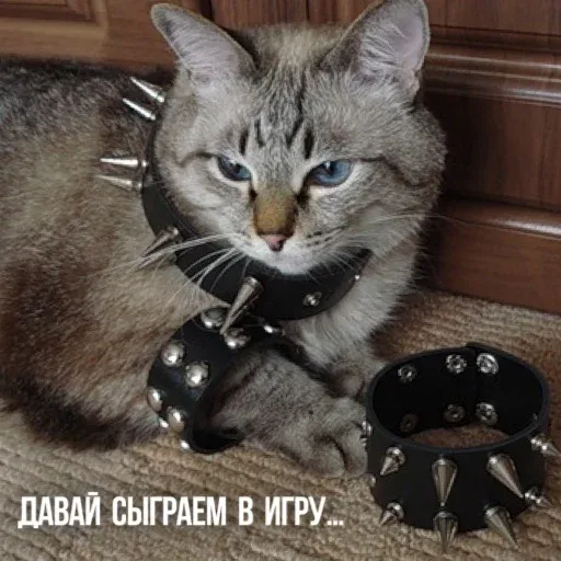 Кот лежит в ошейнике с шипами, рядом лежит такой же браслет. — кот