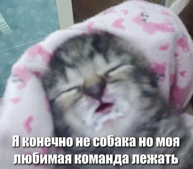 Моя любимая команда лежать