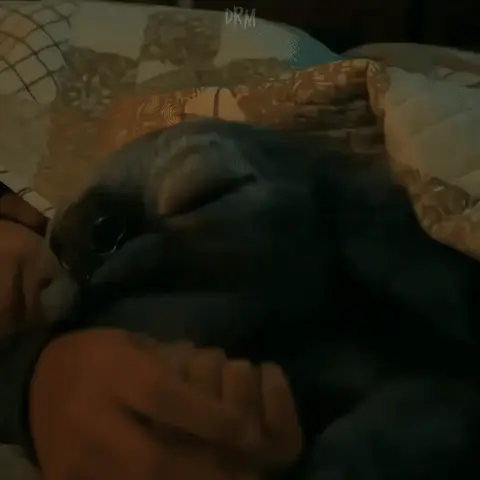 Кот спит под одеялом