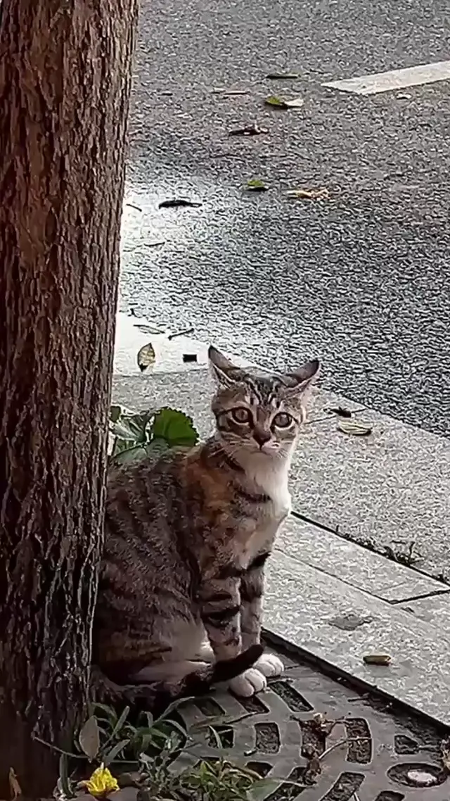 Кот в шоке от скорости