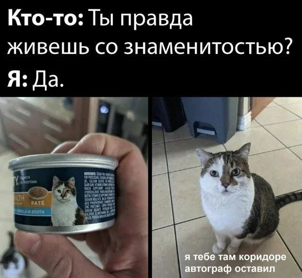 Кот-знаменитость оставил автограф