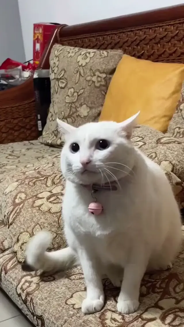 Испуганный белый кот мяукает