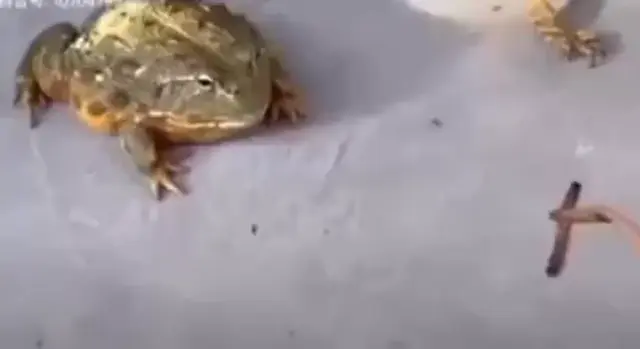 Лягушка и ящерица делят червяка