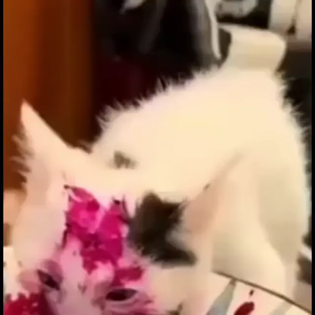 Котёнок ест драконий фрукт под чечётку