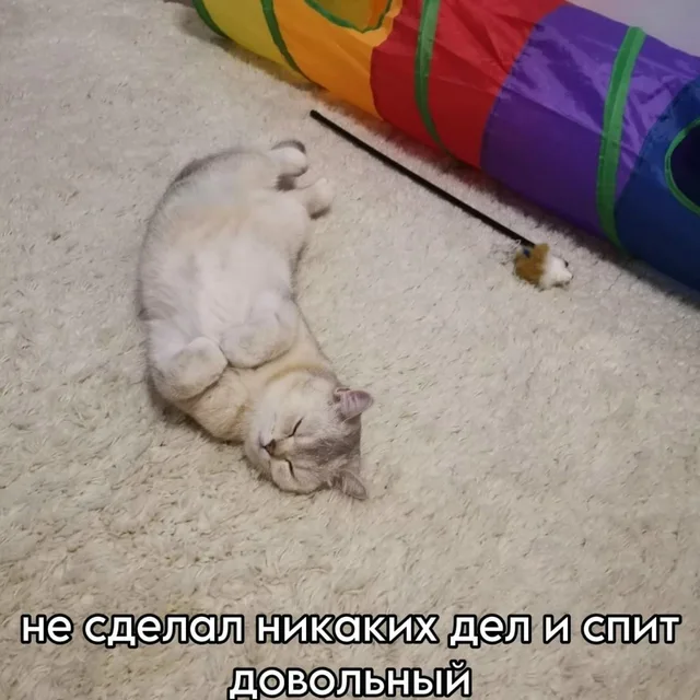 Светлый кот лежит на спине на пушистом ковре, сложив передние лапки на груди, и сладко спит. Рядом лежит игрушка-дразнилка и стоит разноцвет