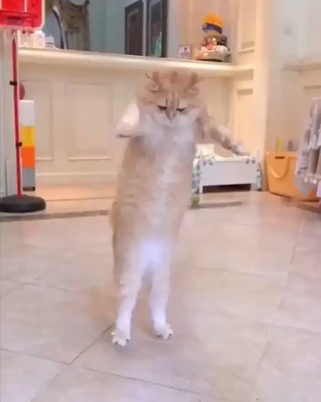 Кот прыгает через скакалку