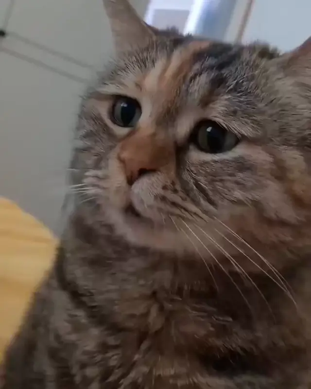 Грустный кот мяукает и вздыхает
