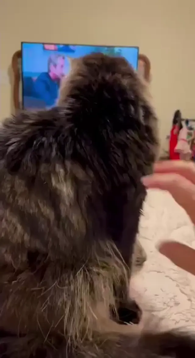 Слишком удивленный кот