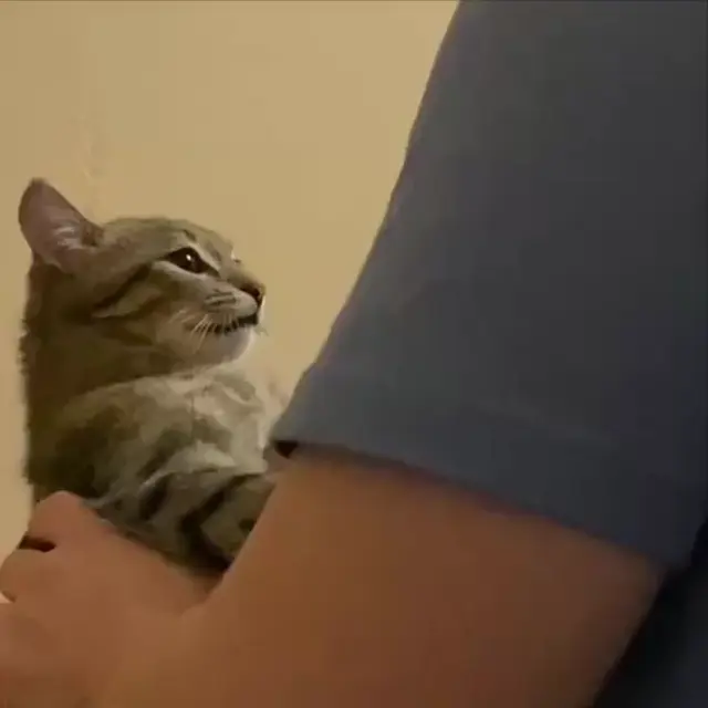 Кот в шоке от поведения хозяина