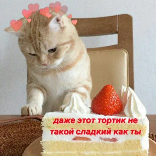 Кот сидит перед тортом, лапа лежит на столе рядом с десертом. — рыжий кот