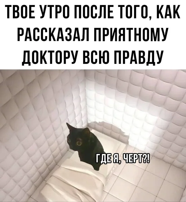 Кот просто сидит в углу, не двигаясь. — черный кот