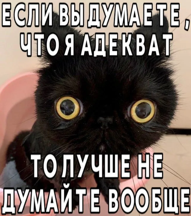 Статичное изображение, кот просто смотрит прямо в камеру. — черный кот с большими глазами