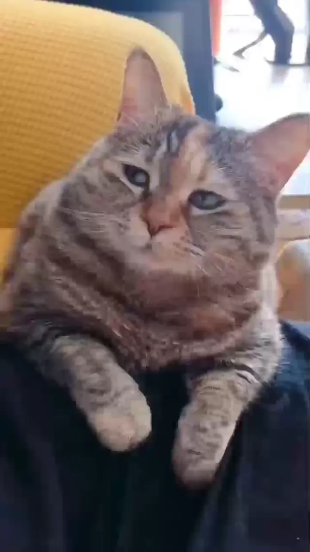 Кот тихонько ворчит и жалуется