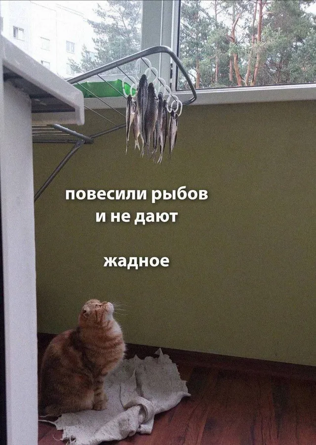 Повесили рыбов и не дают
